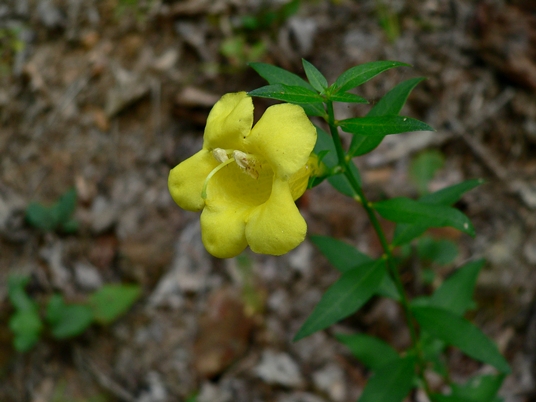{Aureolaria levigata}